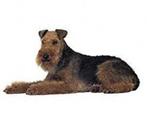 Welsh Terrier