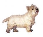 West Highland White Terrier