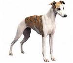 Whippet