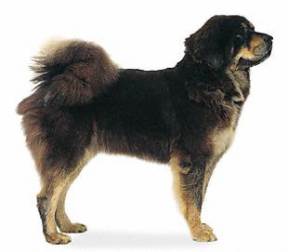 Tibetan Mastiff