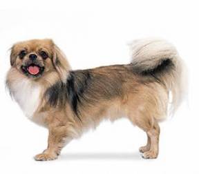 Tibetan Spaniel