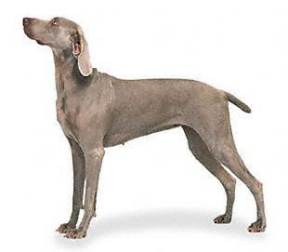 Weimaraner