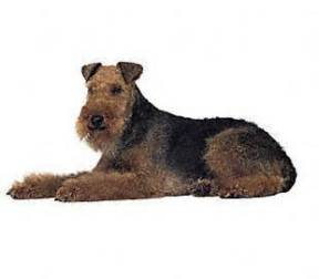 Welsh Terrier