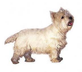 West Highland White Terrier