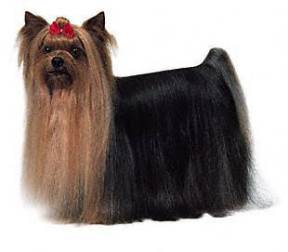 Yorkshire Terrier