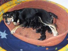 Dog mother with a litter of 13 puppies