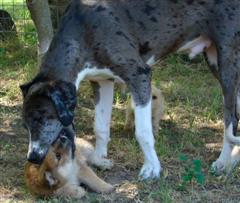 Dog showing puppy its place