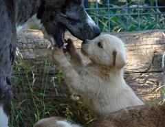 Momma Dog with Puppies