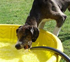 Juvenile Great Dane and Yellow Lab playing with water