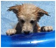 Cute Puppy in a pool