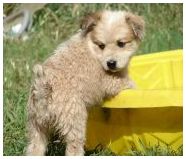Cute Puppy in a pool