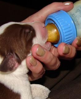 Bottle-feeding a Puppy