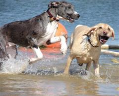 Juvenile Great Dane and Yellow Lab playing in the water