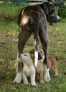 3 months old  Puppies socializing with a juvenile Great Dane