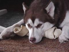 Dog protecting his bone