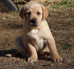 Cute Labrador Puppy