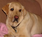 Cute Puppy Pictures