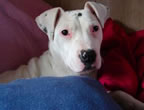 Cute Puppy Pictures