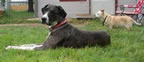 Cute Puppy Pictures