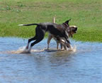 Cute Puppy Pictures