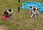 Cute Puppy Pictures