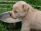 Cute Puppy Pictures