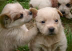 Cute Puppy Pictures