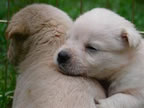 Cute Puppy Pictures